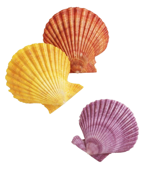 Three colorful seashells